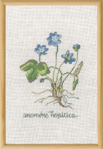 Blå anemone, billede